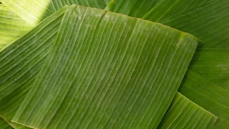 daun pisang convert.io 11zon
